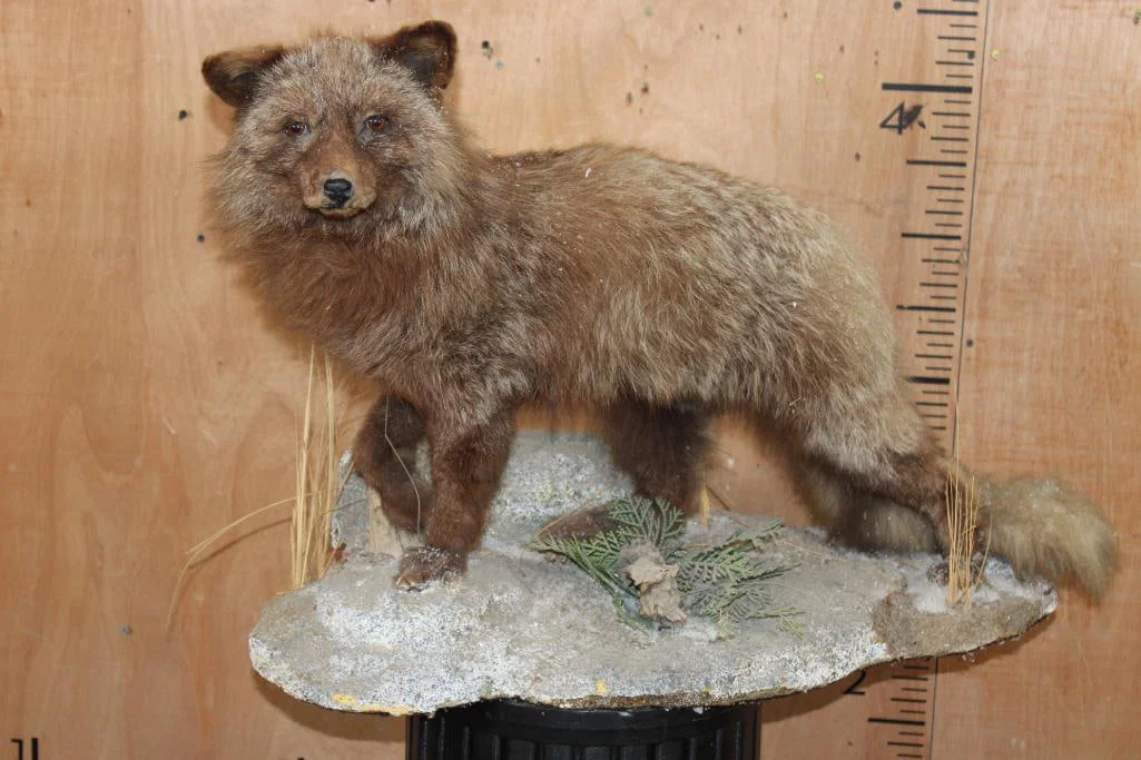 Life-sized ARCTIC FOX on a Natural Base