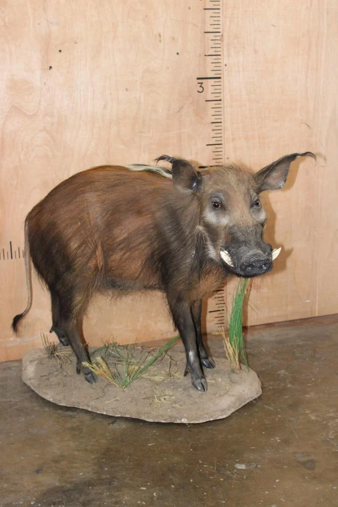 Life-sized BUSHPIG on a Natural Base