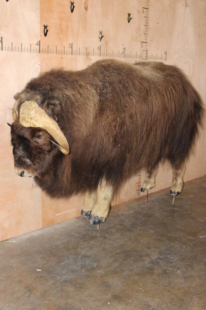 Life-sized MUSKOX on Bolts with No Base