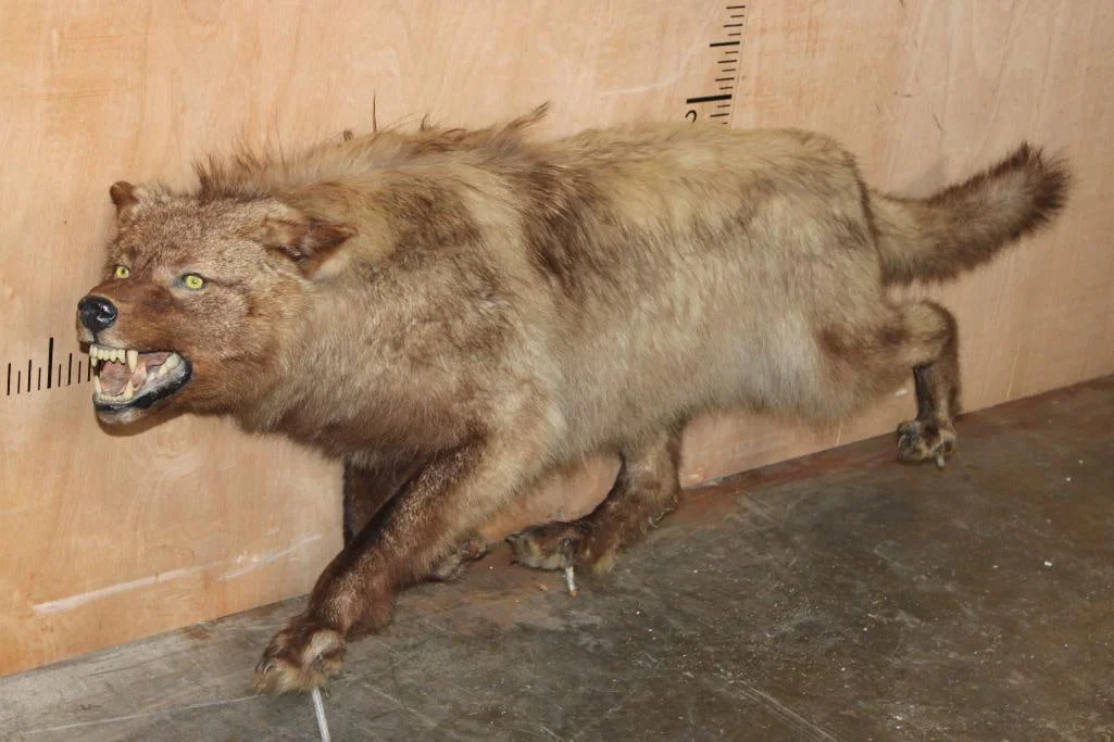 Life-sized "Snarling" WOLF on Bolts with No Base