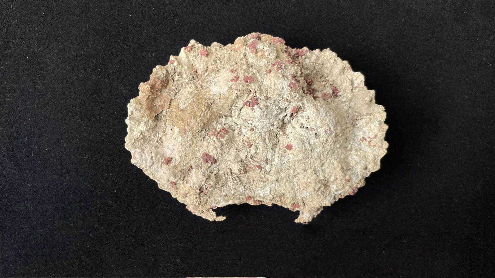 Live Fossil Crab (Aethra scruposa)