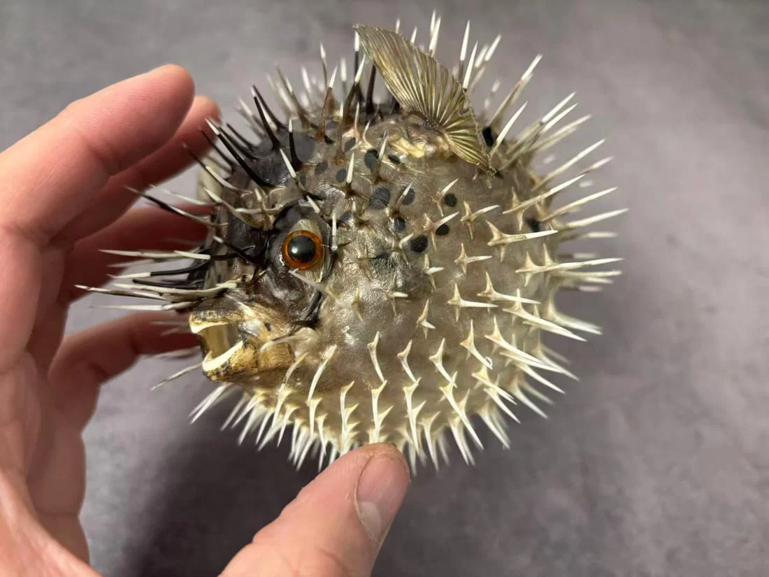 Long-spine Porcupine Fish (Diodon holocanthus)