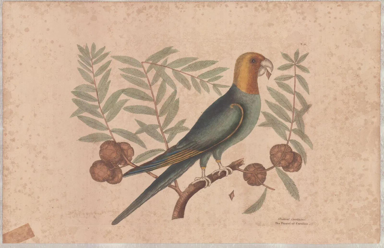 Mark Catesby (British 1679-1749) Hand-Colored Engraving, The Parrot of Carolina