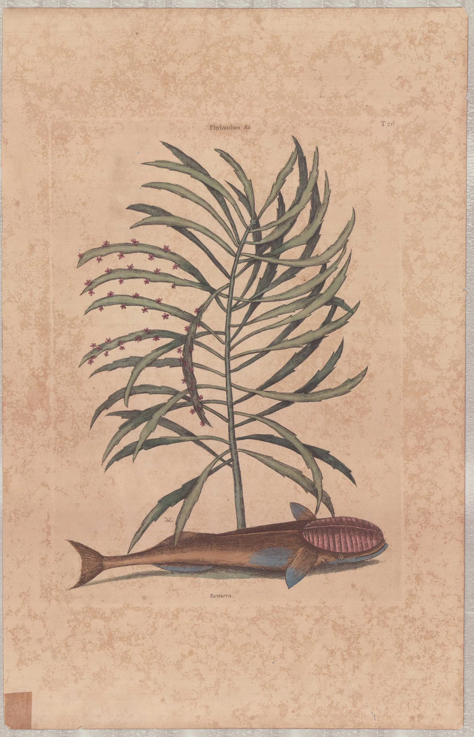 Mark Catesby (British, 1679-1749), Hand-Colored Engraving, The Sucking Fish
