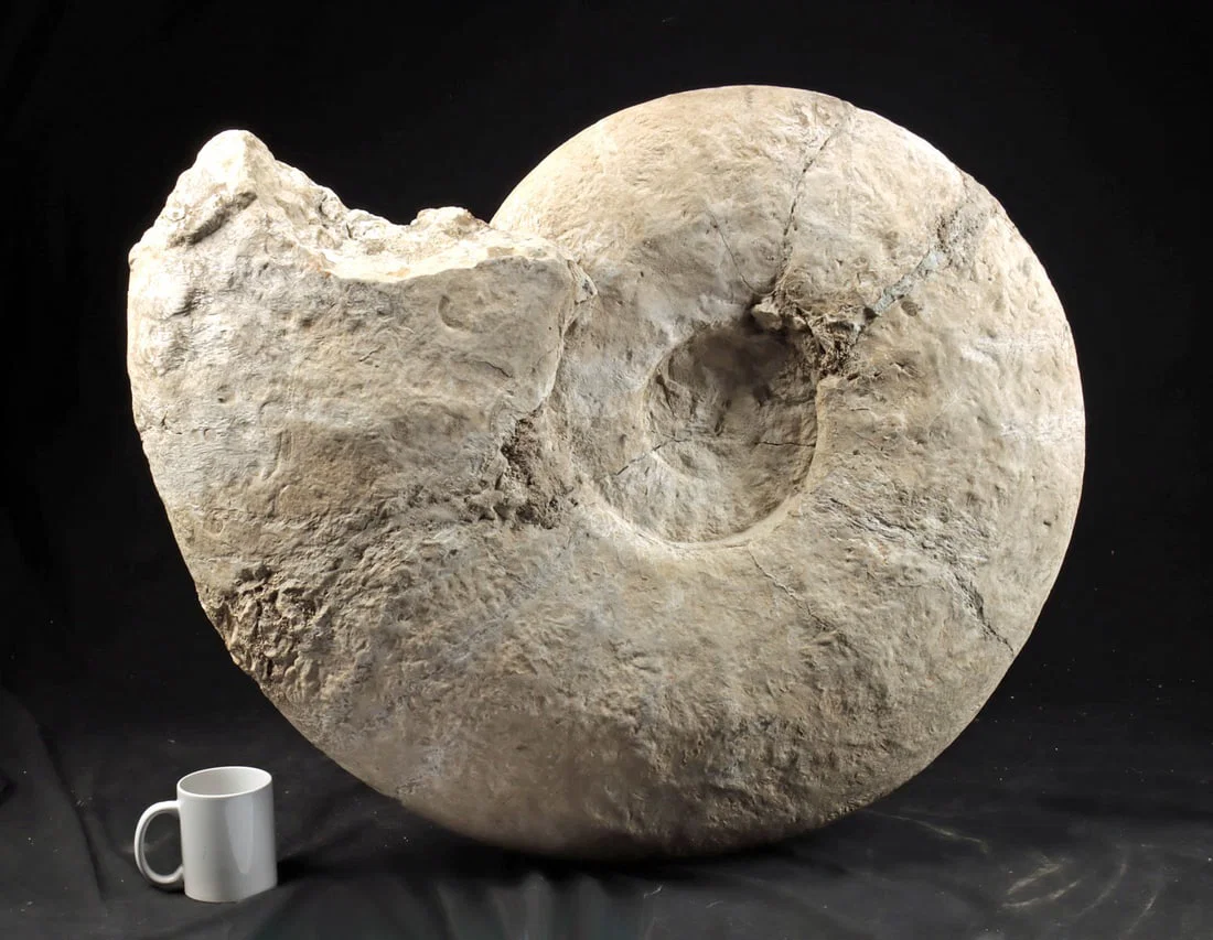 Massive Ammonite Fossil Spiral Shell - France