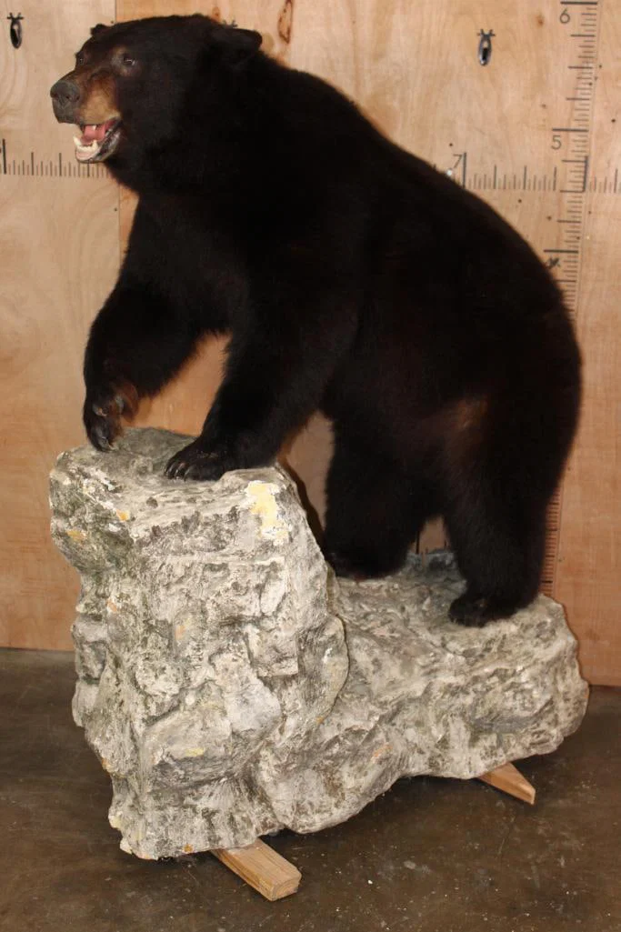 Massive XXL Life-sized BLACK BEAR on a Rocky Base with Wheels