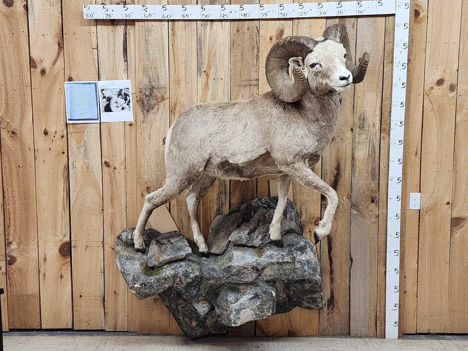 MONSTER Boone & Crockett Recod Book Rocky Mountain Bighorn Sheep Full Body Taxidermy Mount