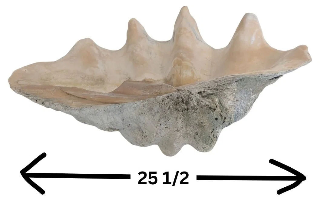 Monumental More Than 2 Foot Long Tridacna Gigas Giant Half Clamshell