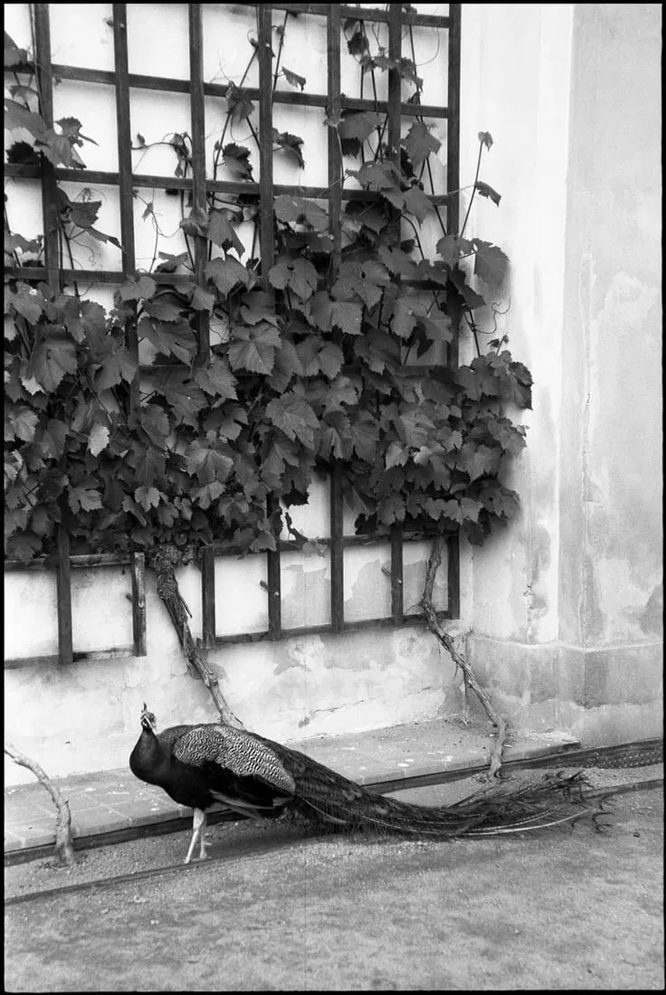 Peacock, Prague, Czech Republic - Silver Gelatin