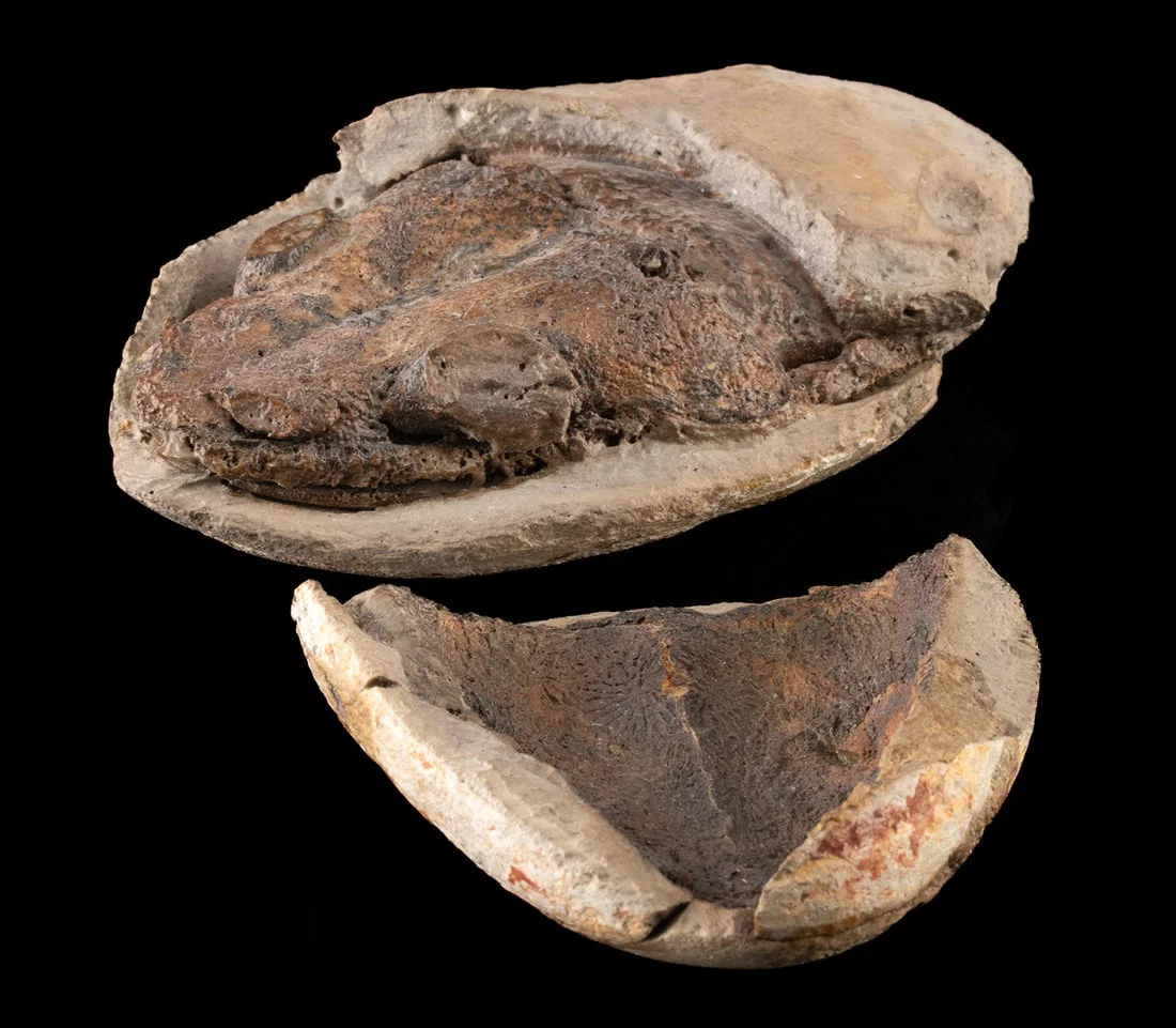 Permian Amphibian Skull Fossil - Edingerella