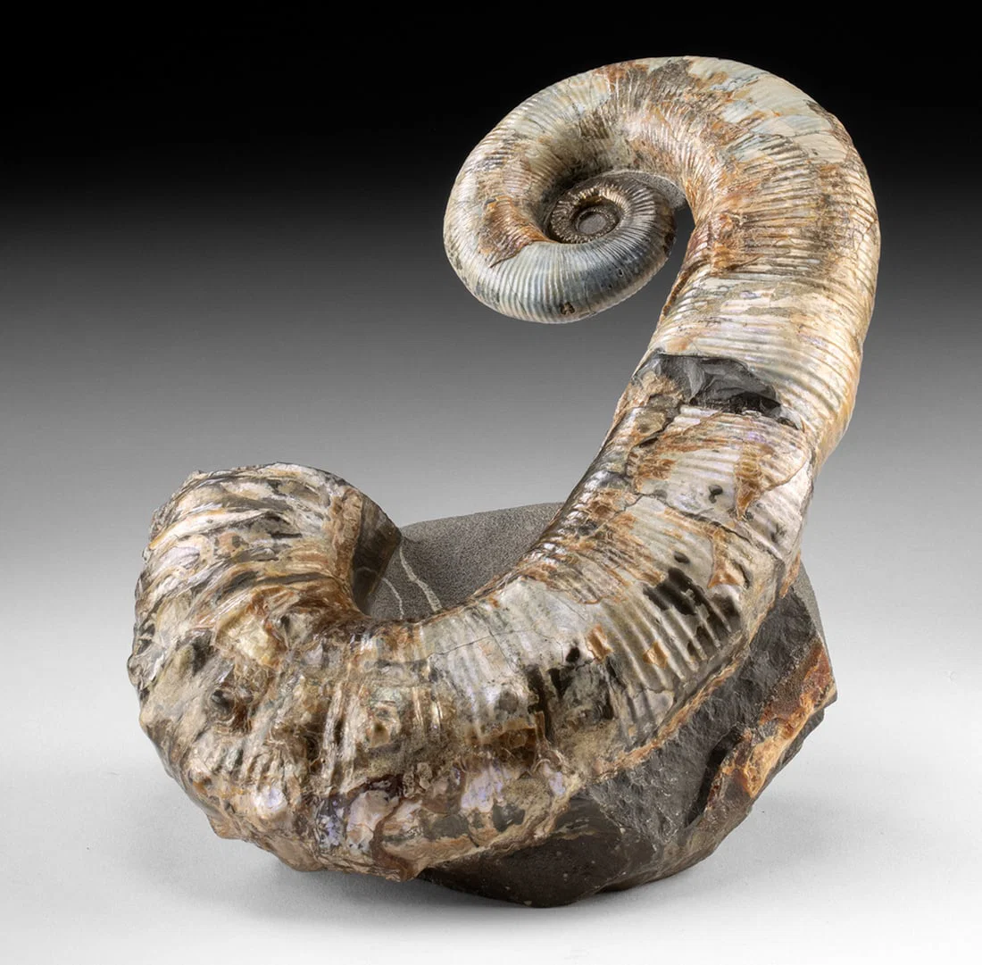 Rare Heteromorph Audouliceras Ammonite Fossil