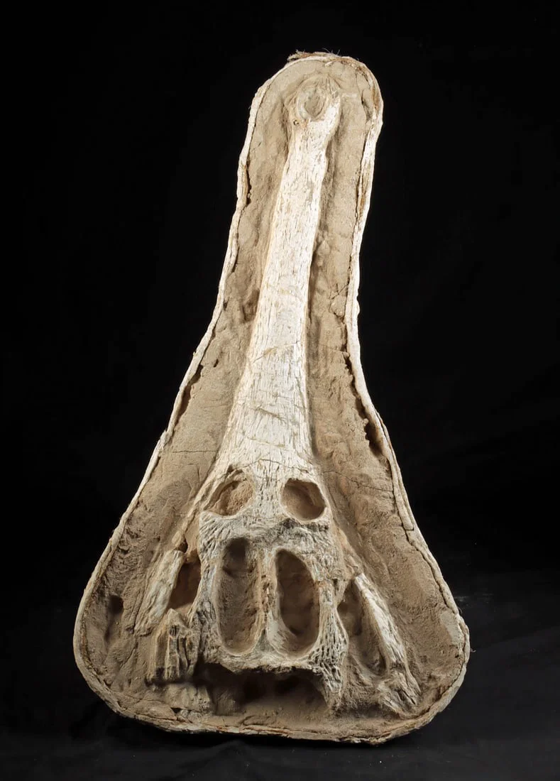 Rare Prehistoric Crocodilian Fossil Skull, Dyrosaurus