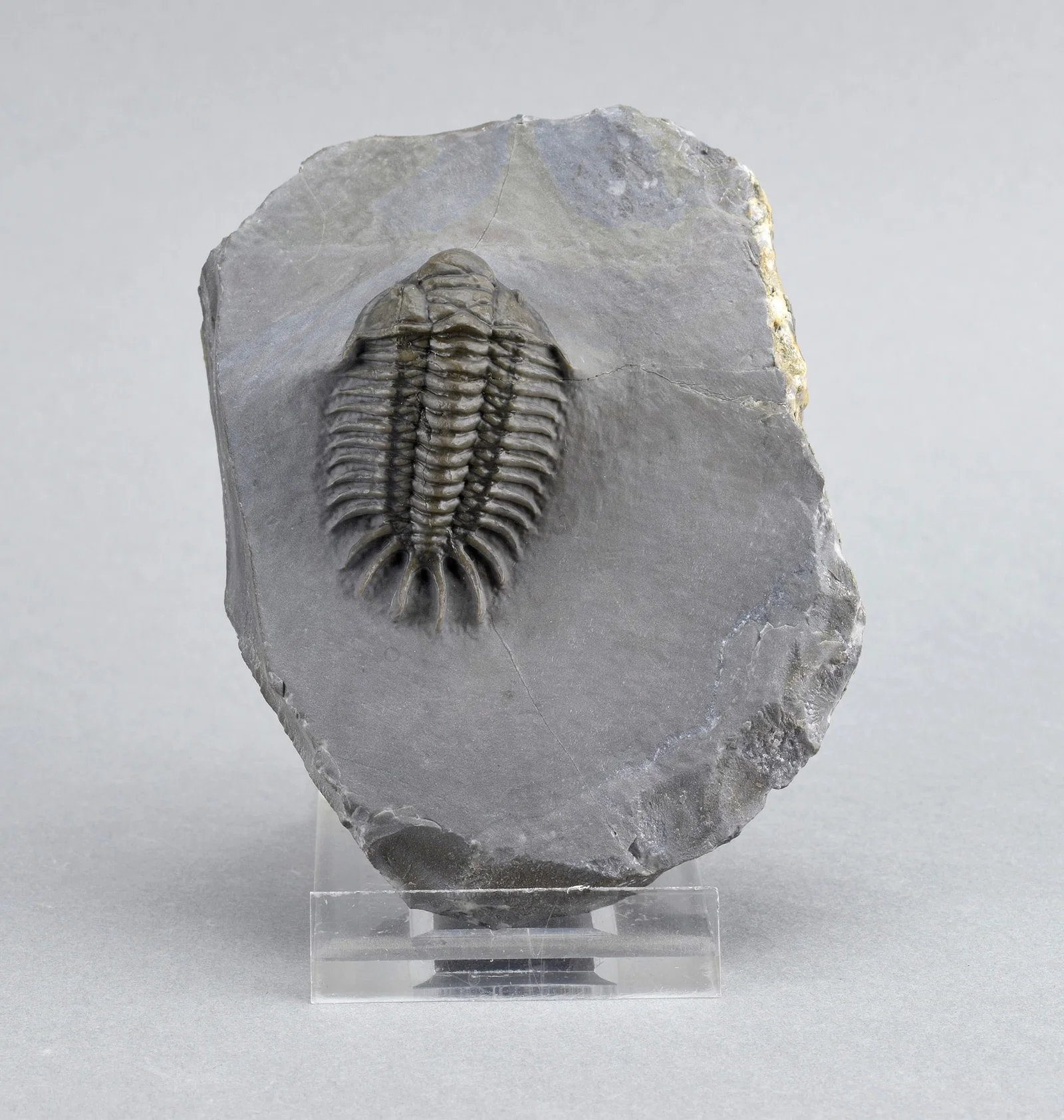 Rare trilobite Crotalocephalus africanus