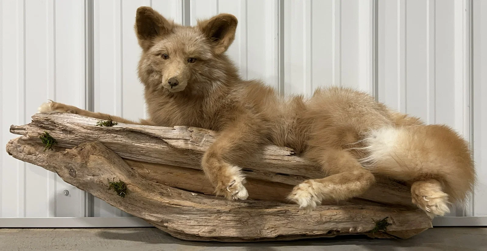 Red Fox Full Body Mount on Driftwood
