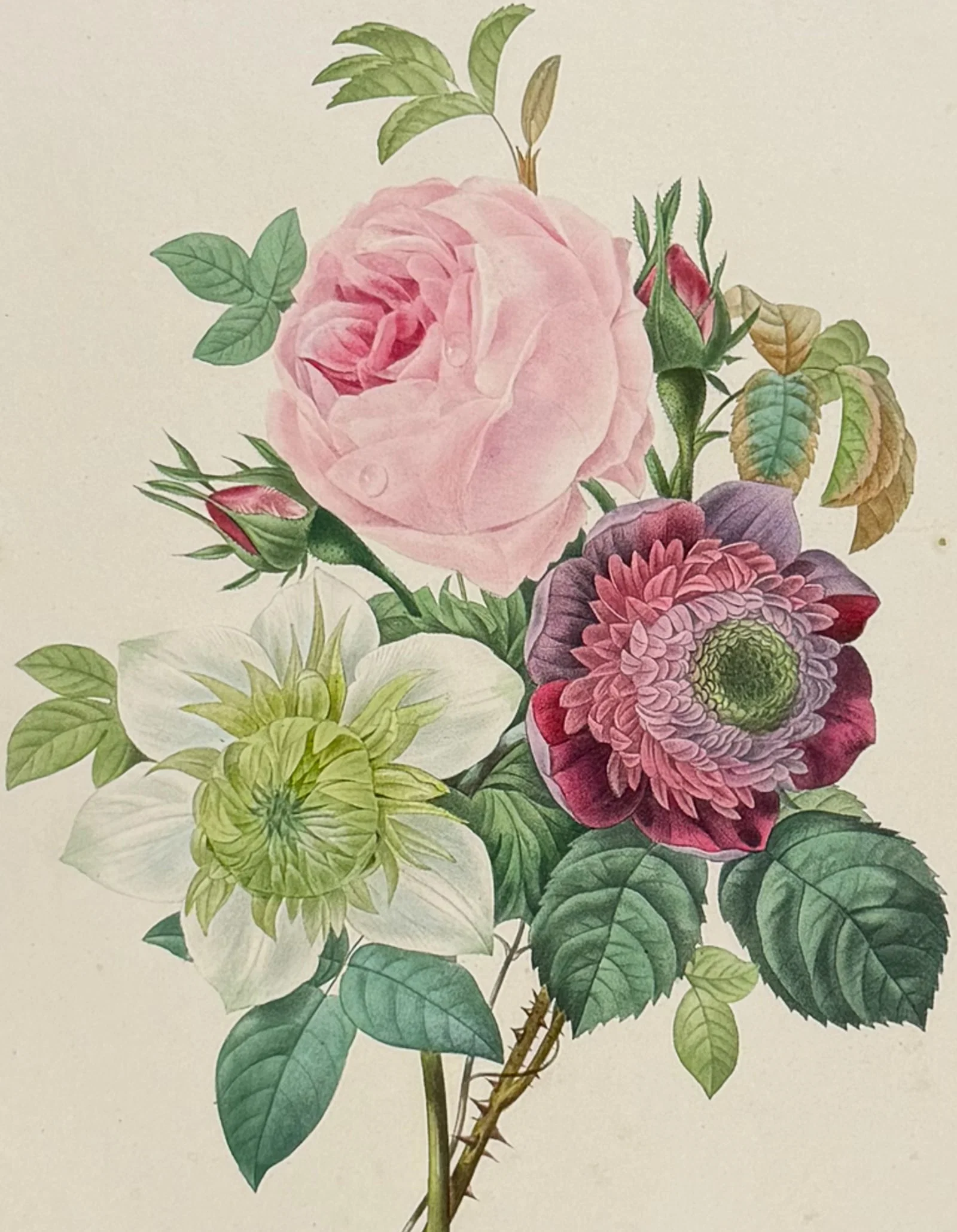 Redoute, Choix, Rare Folio - Bouquet of Rose, Anemone, Clematis