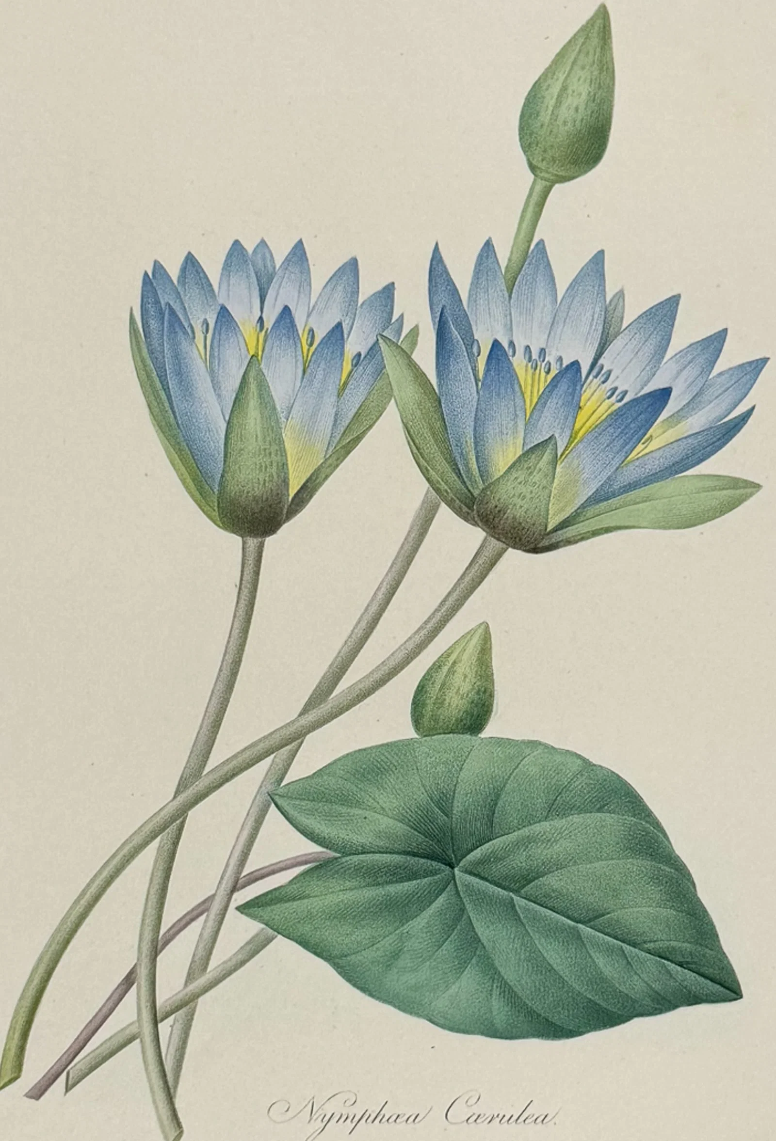 Redoute, Choix, Rare Folio - Water Lily [Nymphaea Caerulea]