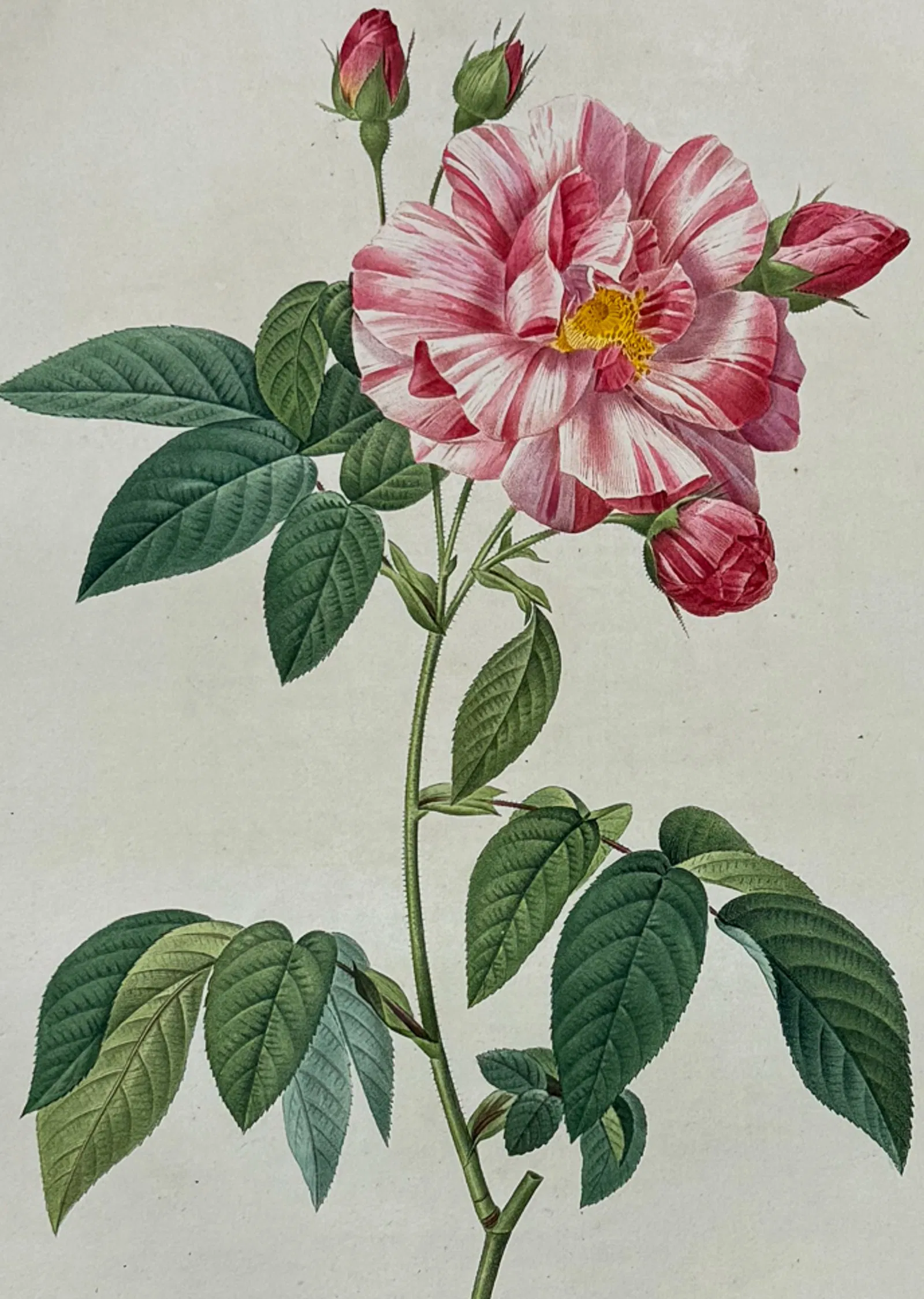 Redoute, Folio - Rose - Rosa gallica versicolor