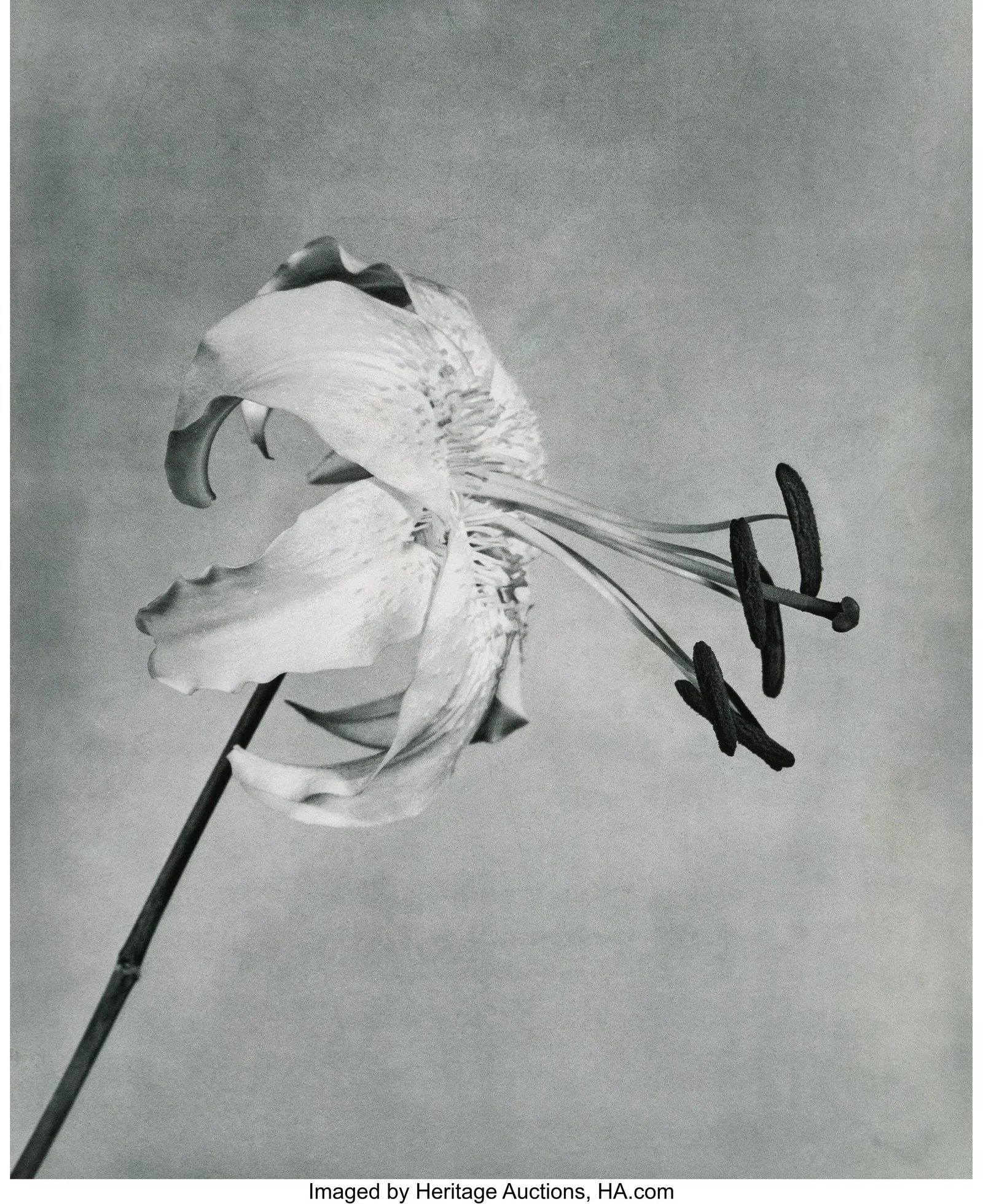 Robert Mapplethorpe (American, 1946-1989) Untitl