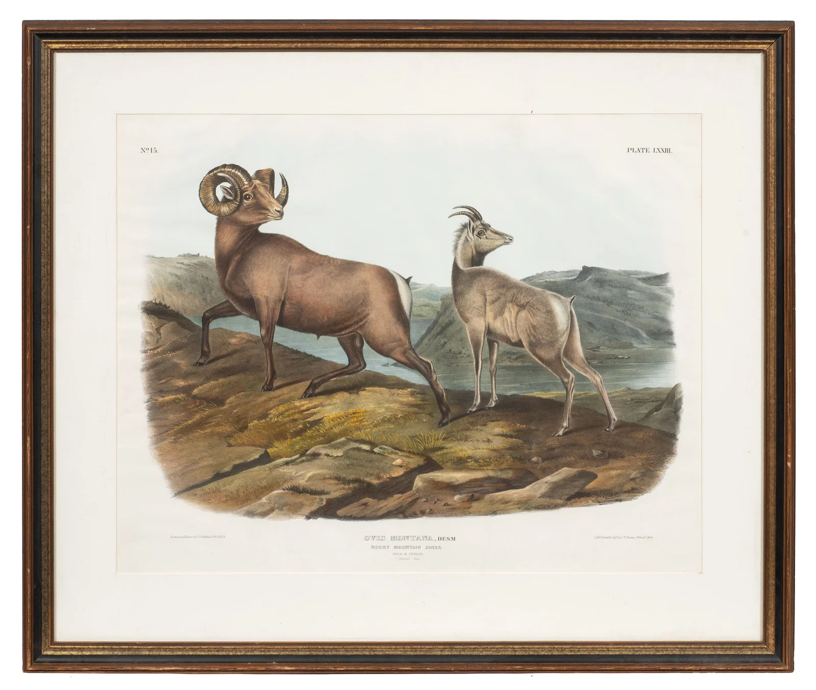 Rocky Mountain Sheep, Audubon and Bowen Litho.