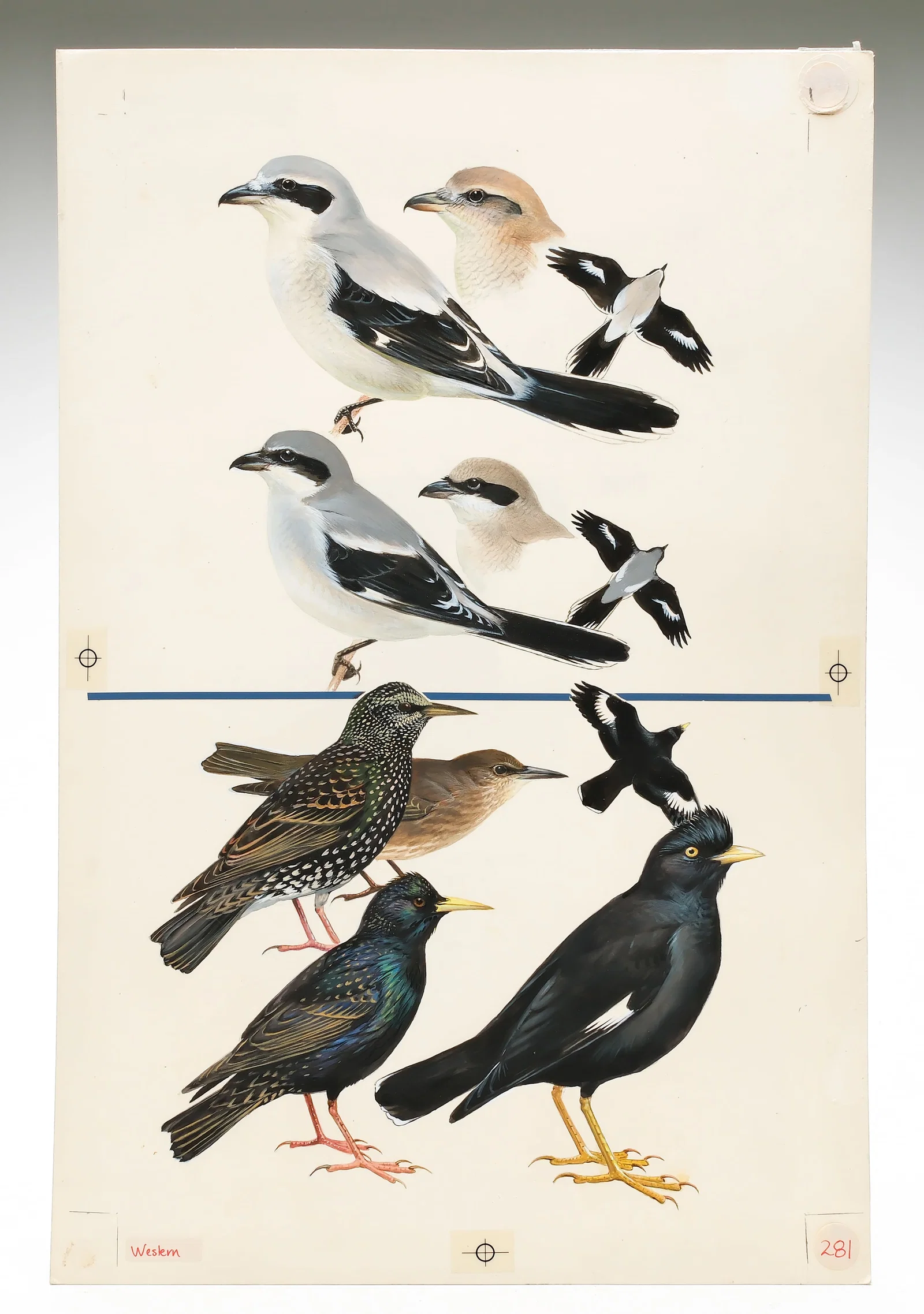 Roger Tory Peterson, gouache on paper board.