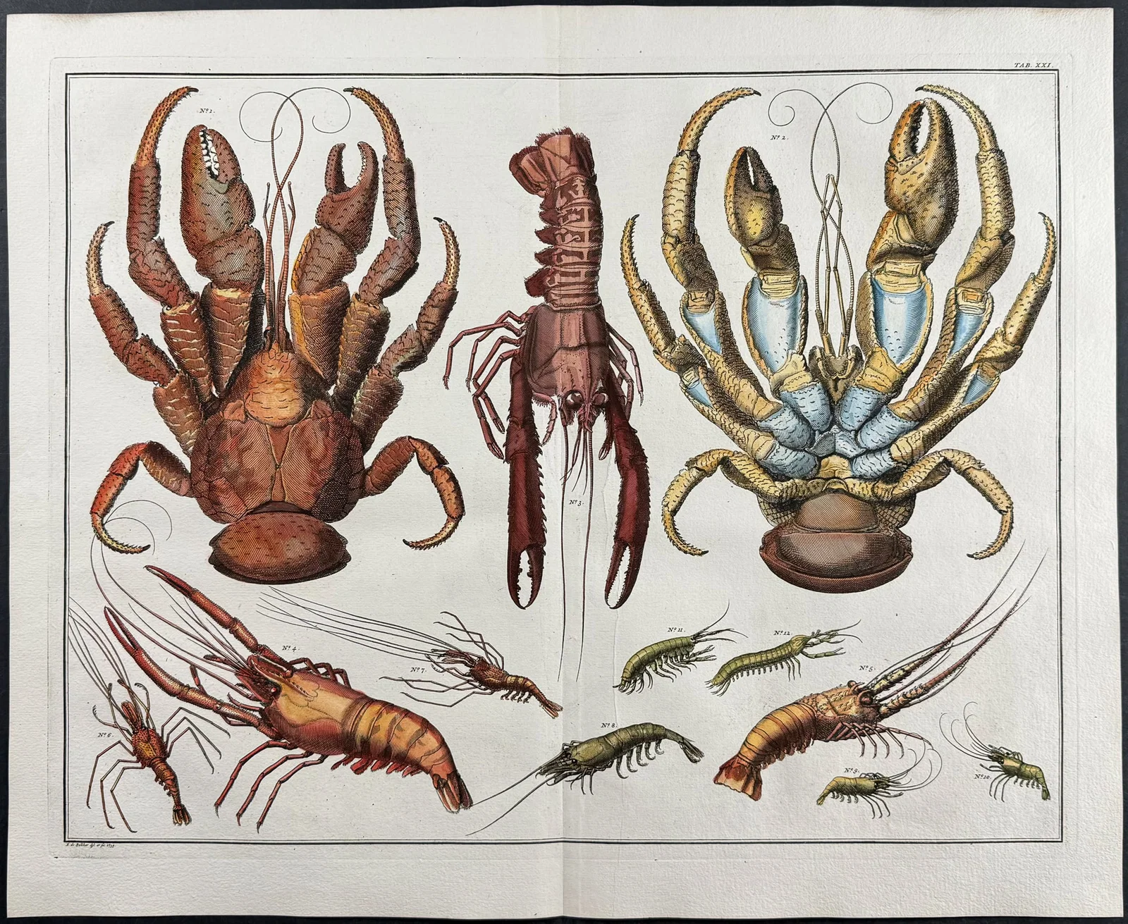 Seba - Crabs, Lobster. 3-21