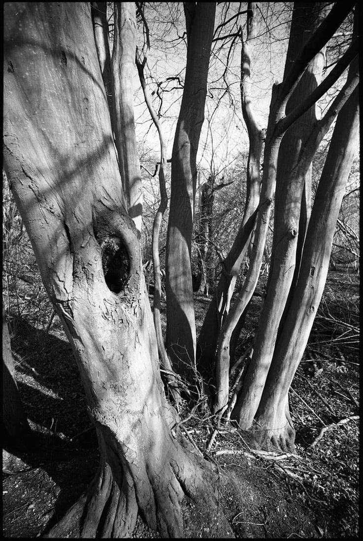 Shadowed Tree, Thorndon Woodland, Suffolk - Silver Gelatin