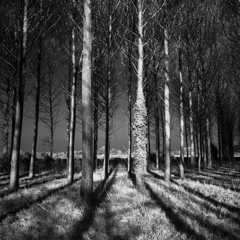 Shadows, Wickham Skeith, Suffolk [Infrared Film] - Silver Gelatin
