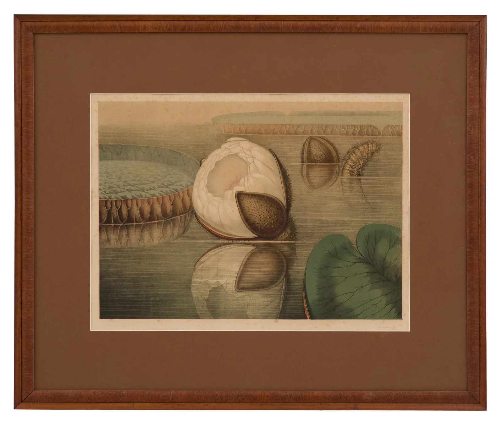 Sharp and Allen Chromolithograph "Victoria Regia"