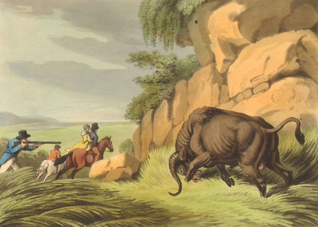 SOUTH AFRICA. Shooting an African Buffalo. Top hat. (Edward Orme) 1814 print