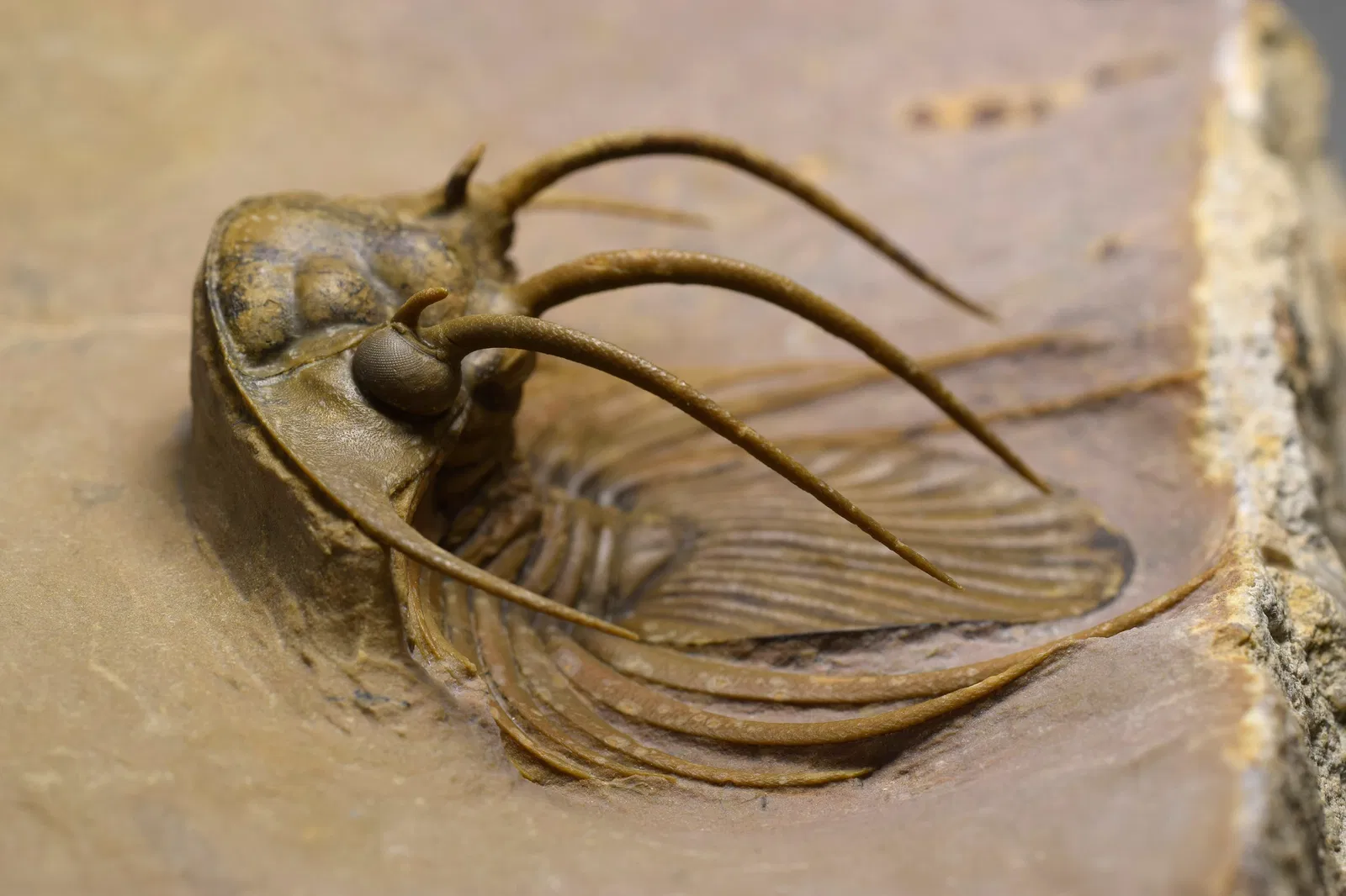 Superb trilobite Kolihapeltis bassei