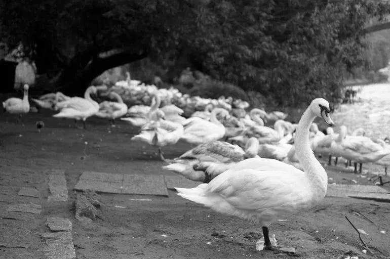 Swans on the Vltava River, Prague - Silver Gelatin