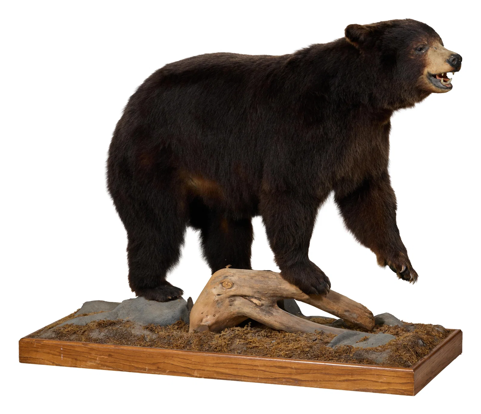 Taxidermied Brown Bear, 20th c., H.- 46 in., W.- 17 in., D.- 55 in.