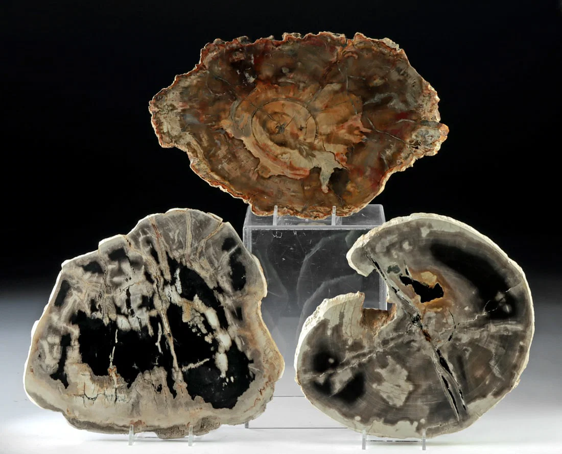 Three Petrified Wood Slabs Madagascar & Indonesia