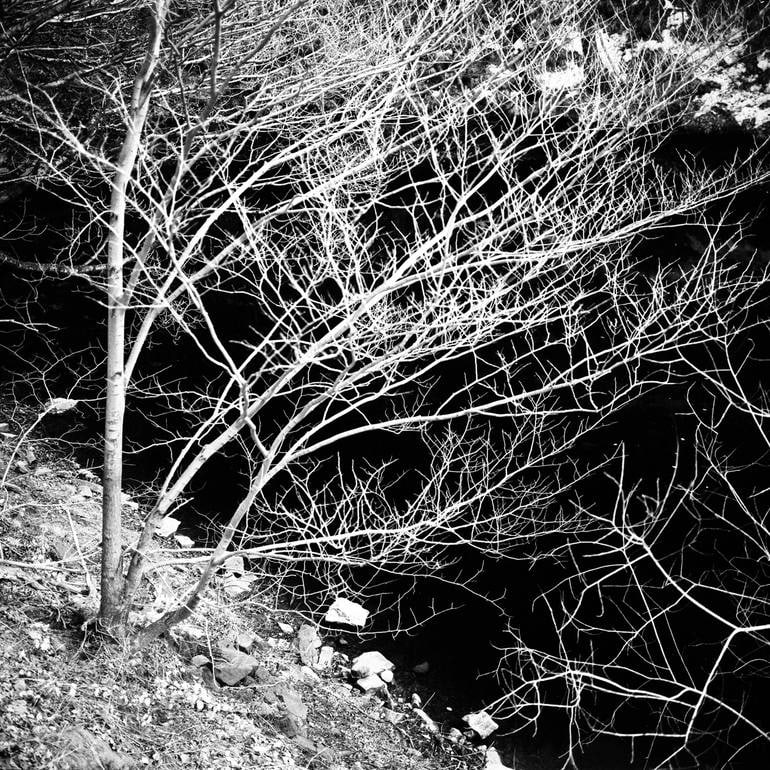 Trees, Ladybower Reservoir I, Sheffield - Silver Gelatin