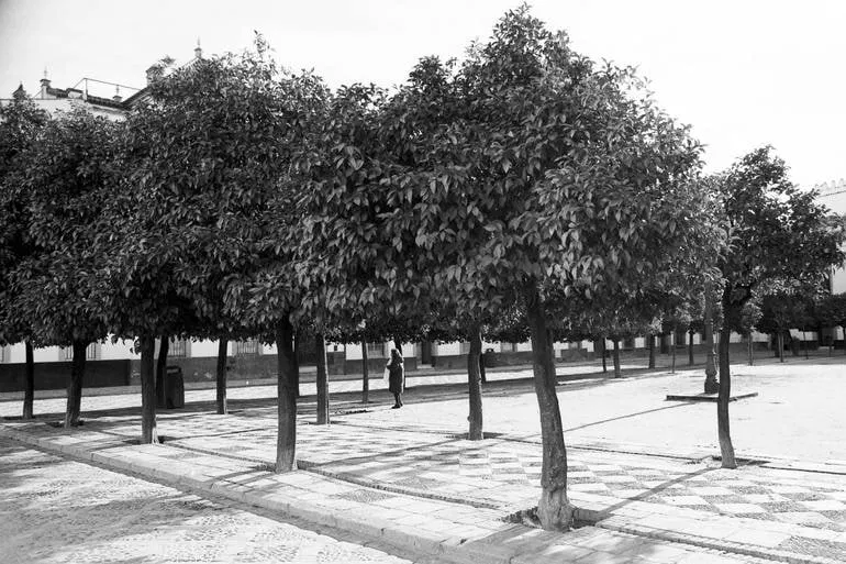 Trees, Seville, Spain - Silver Gelatin