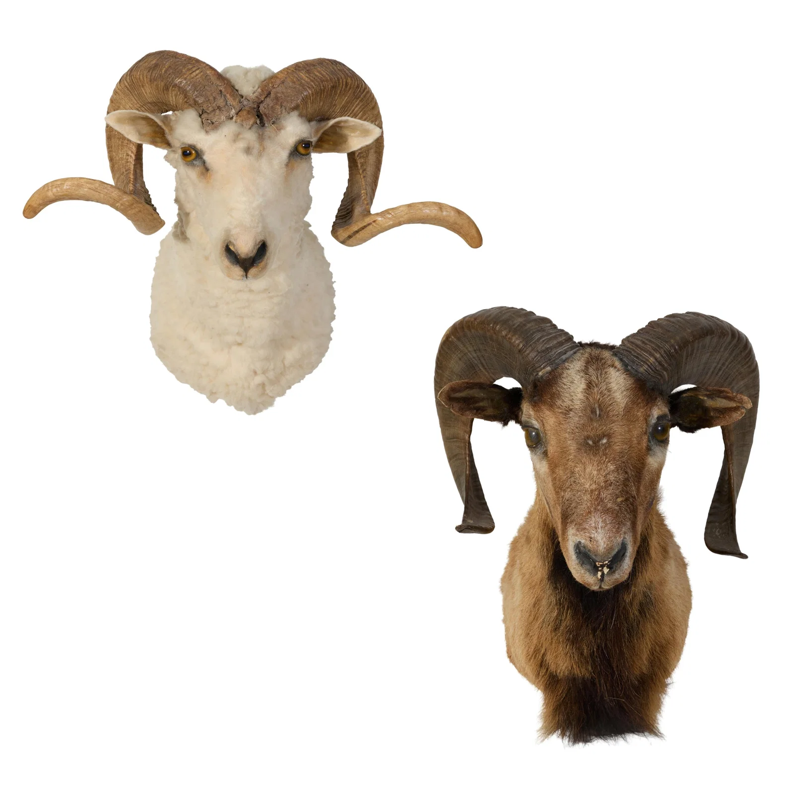Two Ram Taxidermy Shoulder Mounts, 20th c., Merino- H.- 22 in., W.- 22 in., D.- 12 1/2 in.,