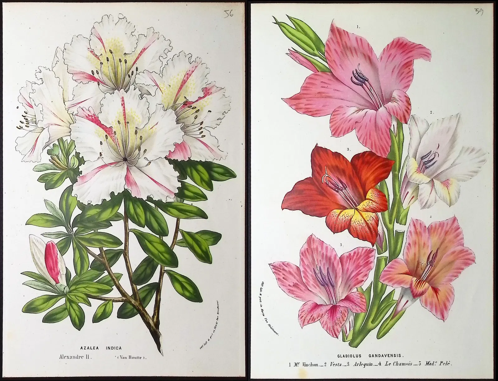 Van Houtte - 6 Botanical Prints