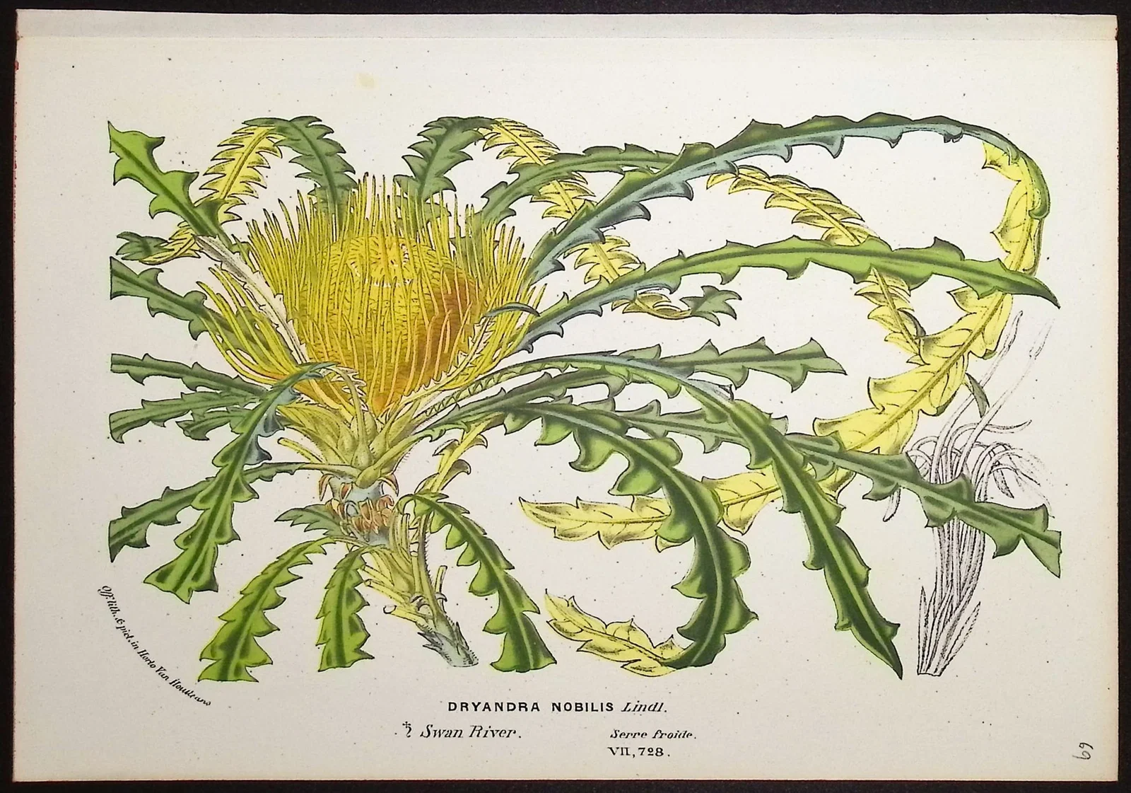 Van Houtte, Australia - Banksia (Dryandra Nobilis)