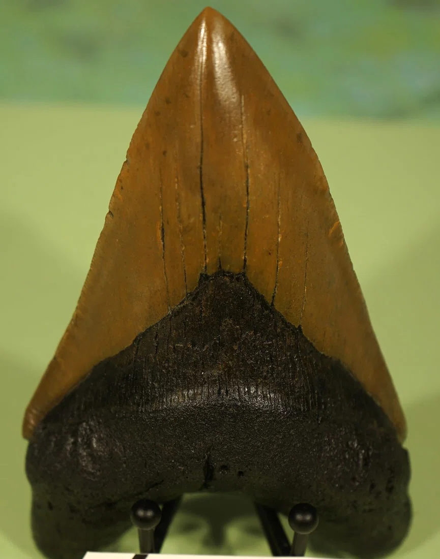 Very Nice 5 5/16" Megalodon Giant Prehistoric Fossil Shark Tooth