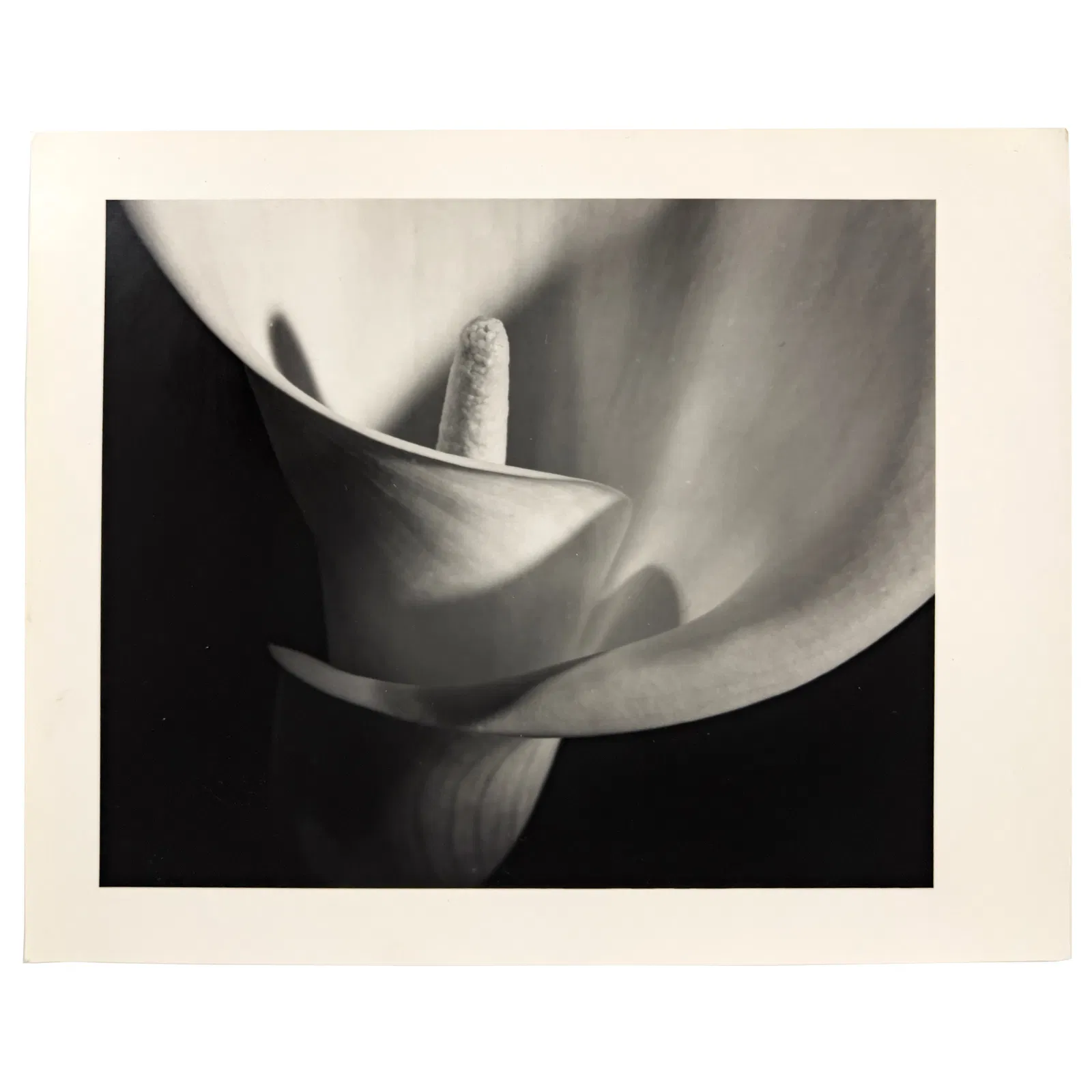 Vincent Vallarino - Calla #8