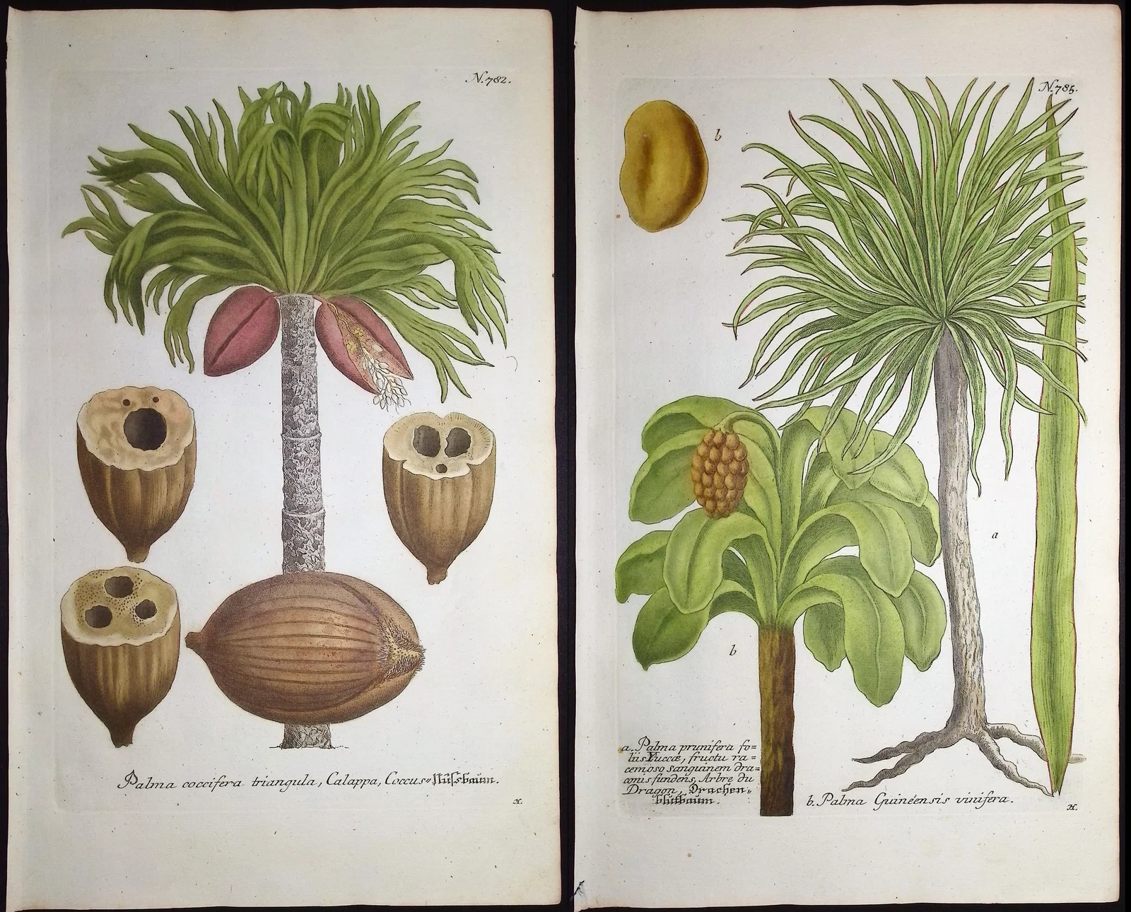 Weinmann - 5 Palm Tree & Fruit Engravings