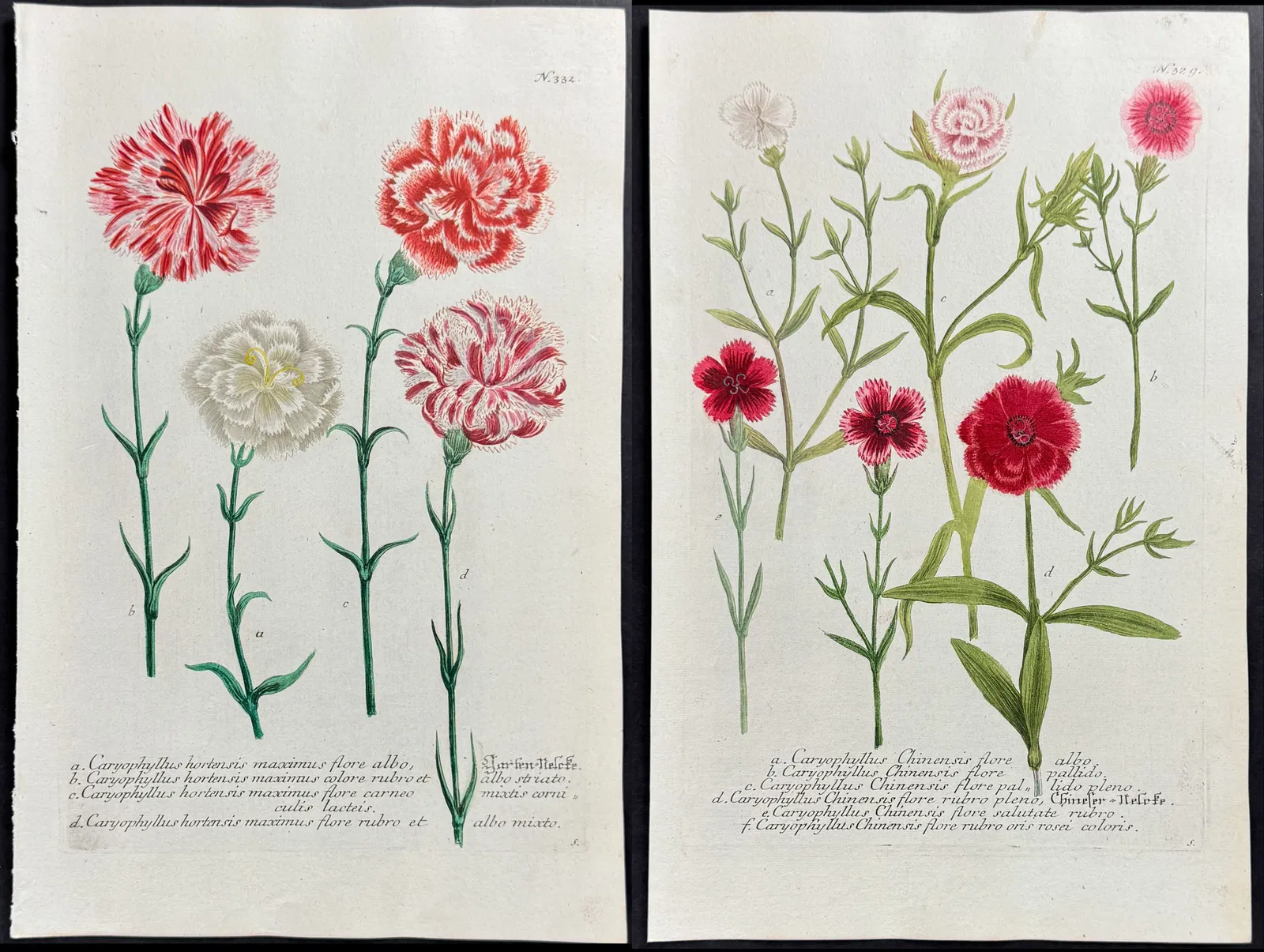 Weinmann - 7 Carnation or Caryophillus Engravings
