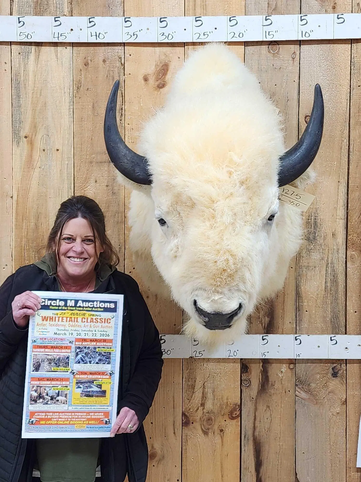 White American Bison Buffalo Shoulder Mount Taxidermy