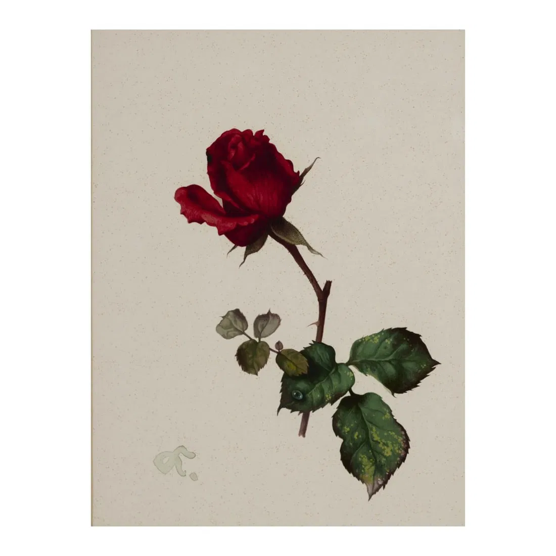 Willy Kriegel (1901 Dresden - 1966 Starnberg), 4 gouaches Rose, Blackberry, Blueberry, Lily of the