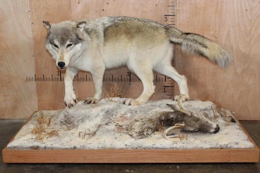 XL Life-sized WOLF with a WHITETAIL Deer Head on a Decorative Snowy Base