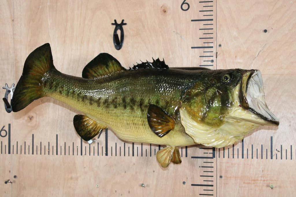 XL *Real Skin* LARGE MOUTH BASS Fish Mount on a Wood Plaque