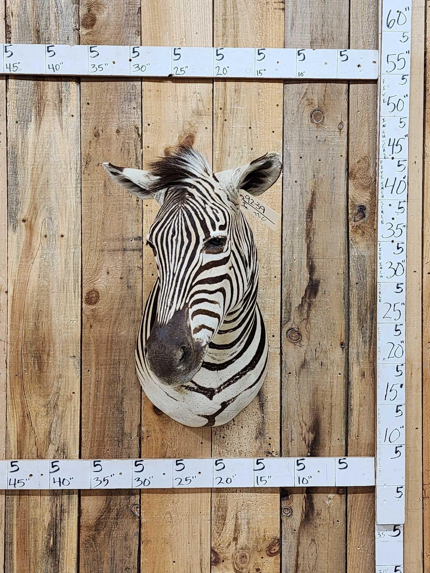 Zebra Shoulder Mount Taxidermy